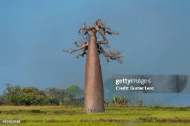 Image result for Grandidiera