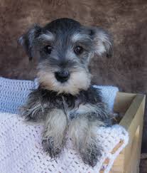 First shots and worming is up to date. Salt And Pepper Miniature Schnauzer Adorable Schnauzer Puppy Miniature Schnauzer Puppies Cute Animals