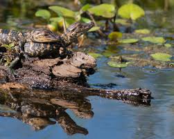 Nothing a hug won't cure