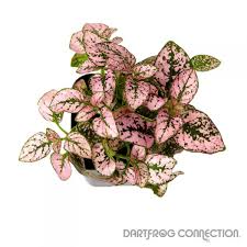 Image result for Hypoestes cancellata