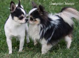 A national symbol of mexico, these alert and amusing purse dogs stand among the oldest breeds of the americas, with a lineage going back to. Spunkypaws Chihuahuas Chihuahua Breeder
