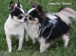 If you are looking to adopt or buy a chihuahua take a look here! Spunkypaws Chihuahuas Chihuahua Breeder