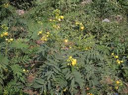Image result for Senna sophera