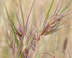 Image result for Wahlenbergia paludicola