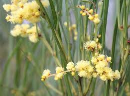 Image result for Acacia montigena