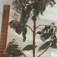 Image result for Vernonia conferta