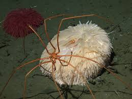 Image result for Pycnosphaera