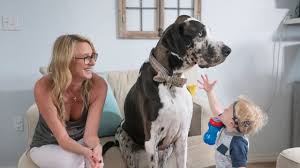 Was established in september 2012. Florida Great Dane Might Be The World S Tallest Living Dog