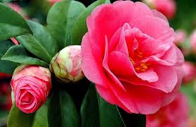 Image result for The best Flower in the world