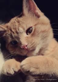 photographie de chat chaton roux fond noir lumiere par coeurdunord 13 00 cute cats and dogs cute animals kittens cutest