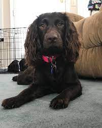 Boykin Spaniel Pup Classic Look Boykin Spaniel Puppies Spaniel Breeds Spaniel Art