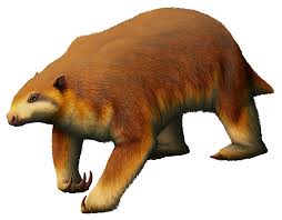 Image result for Megalochlamys revoluta