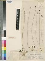 Image result for Genlisea africana