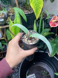 Image result for Welwitschia