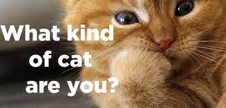 What Kind Of Cat Are You Cats Kinds Of Cats Types Of Cats
