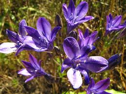 Image result for Trilepisium