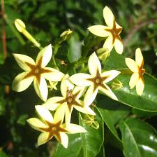 Image result for Erythrococca trichogyne