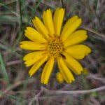 Image result for Guizotia scabra