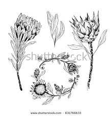 Protea Stock Vectors Images Vector Art Shutterstock Protea Flower Plant Art Flower Tattoo