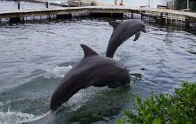 Swim with dolphins south padre island. Dolphin Research And Sea Life Nature Center South Padre Island Ticket Price Timings Address Triphobo
