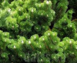 We did not find results for: Pinus Thunbergii Thunderhead 20 30 Sm Pinus Thunbergii Thunderhead 20 30 Sm