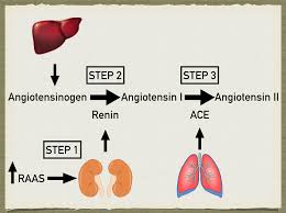 Maybe you would like to learn more about one of these? The Renin Angiotensin Aldosterone System Pathway Steps Function Mechanism Medication Inhibitors Ezmed