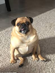 Complete the form below and we will be in touch shortly to finalize your reservation with perfect pooch. Barking Mad Ginger The Rescue Pug Screams Like A Banshee To Get Her Owner S Attention Readsector