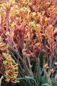 Image result for Anigozanthos