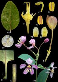 Image result for Triaspis hypericoides