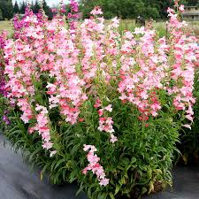 Image result for Penstemon