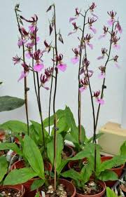 Image result for Eulophia