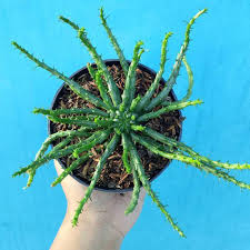 Sansevieria memiliki sekitar 70 spesies, dimana si penemu tanaman hias satu ini adalah pietro antonio sanseverino. 7 Tanaman Hias Unik Yang Bakal Ngetren Tahun Ini Lifestyle Fimela Com