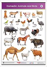 Community contributor this post was created by a member of the buzzfeed community.you can join and make your own posts and quizzes. Buy Jumbo Domestic Animals And Birds Chart For Kids Learn Names Of Animals And Birds At Home Or School With Educational Wall Chart For Children 39 25 X 27 25 Inch Book