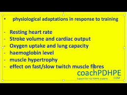 Hsc Pdhpe Core 2 Physiological Adaptations Youtube