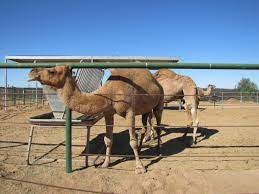 Discover the town of yuma, arizona. Peta Sues Usda Over Camel Farm In Yuma Kawc