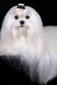 Portrait Of Maltese Dog Isolated On Black Maltese Dogs Portrait