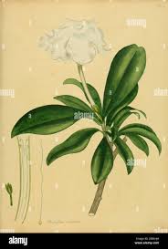 Image result for Strophanthus amboensis