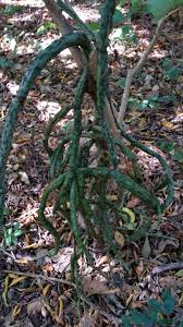 Image result for Vanilla roscheri