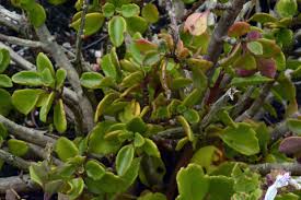 Image result for Aeollanthus