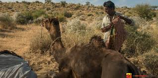 A 50 km de jaisalmer camel safari. Badal House Khuri Huts For Rent In Khuri Rajasthan India