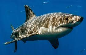 Tiger sharks are named for the dark, vertical stripes found mainly on juveniles. Que Comen Los Tiburones Tigre Sooluciona