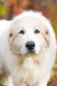 The dog weighs between 65 lbs and 100lbs. Great Pyrenees Lab Mix A Complete Guide To The Pyrador