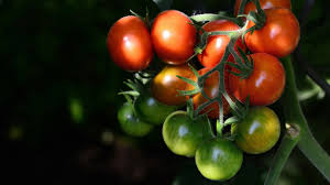 Gratis untuk komersial tidak perlu kredit bebas hak cipta. Hd Wallpapers For Theme Tomatoes Hd Wallpapers Backgrounds