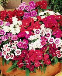 Winter flowers in india deserve a special mention as they come in varied colours and can be a perfect addition for people looking to beautify their gardens. Dianthus Mixed