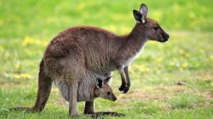Douglas melbourne kangaroo with joey plush stuffed animal. News Im Video Aufnahmen Zeigen Verheerende Auswirkungen Der Buschbrande Stern De