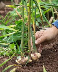 Ginger loves a sheltered spot, filtered sunlight, warm weather, humidity, and rich, moist soil.(what else did you expect from a tropical plant?) what ginger can't stand is frost, direct sun, strong winds, and soggy, waterlogged soil. Growing Ginger From Root How To Grow Ginger Root