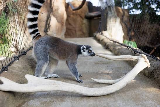 The Ring-tailed Lemur's guide to investigating strange new objects in the  Lemur Forest: Step 1. Sniff Step 2. Lick Step 3. Scent mark Enrichment  items like these naturally shed Elk antlers -