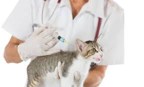 Lebenswoche (wiederholung in der 12. Katzenimpfung Welche Impfungen Braucht Deine Katze Katzenkram