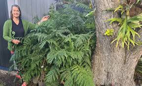 Image result for Todea