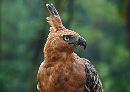 Meningkatkan kesadaran ancaman punahnya elang jawa adalah hal termudah yang bisa kamu lakukan. Elang Jawa Sang Endemik Yang Terancam Punah Tips Burung Terbaru